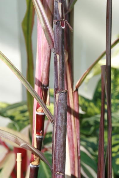 نیشکر - معرفی و خواص گیاهان دارویی